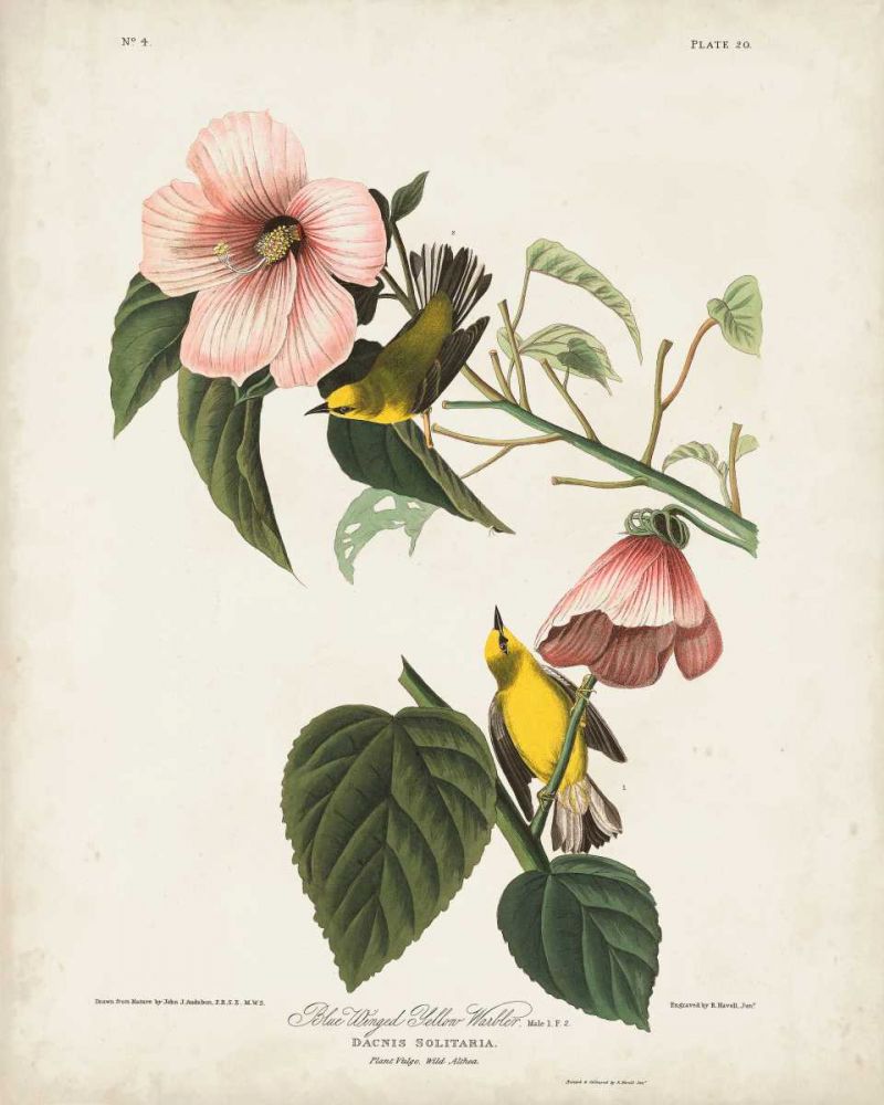 Pl 20 Blue-winged Yellow Warbler