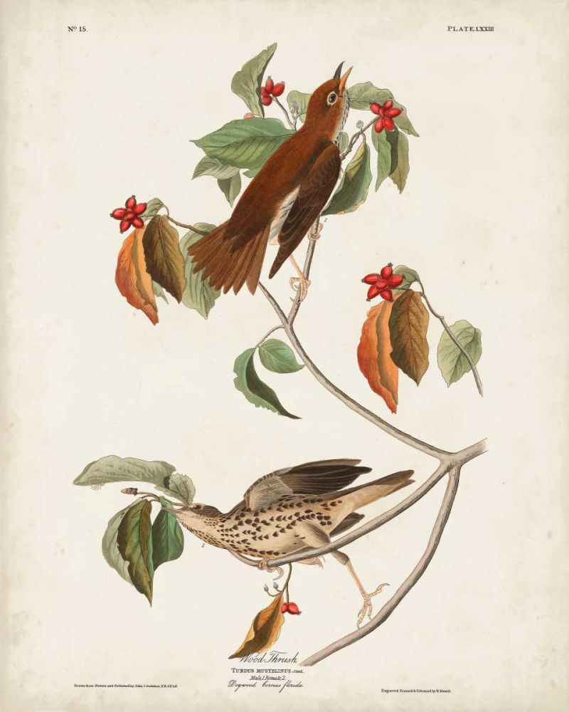 Pl 73 Wood Thrush