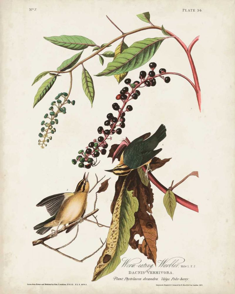 Pl 34 Worm-eating Warbler