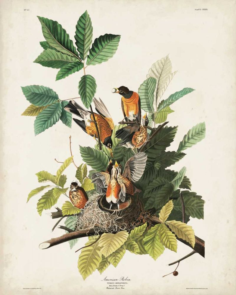 Pl 131 American Robin