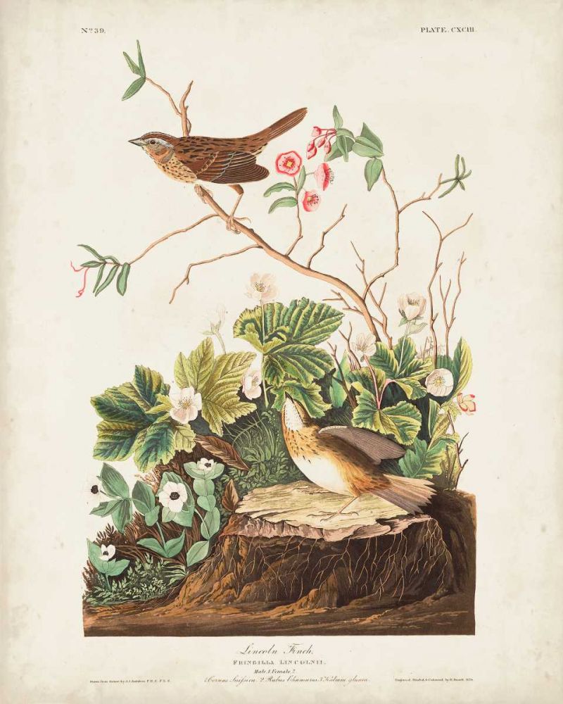 Pl 193 Lincoln Finch