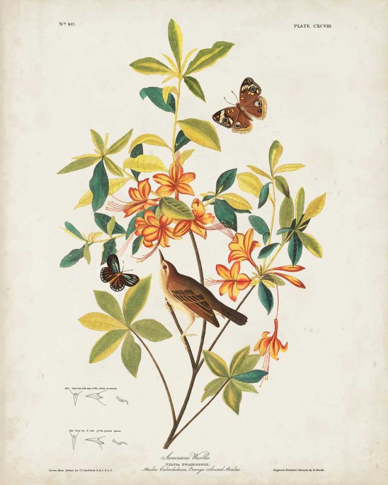 Pl 198 Swainsons Warbler