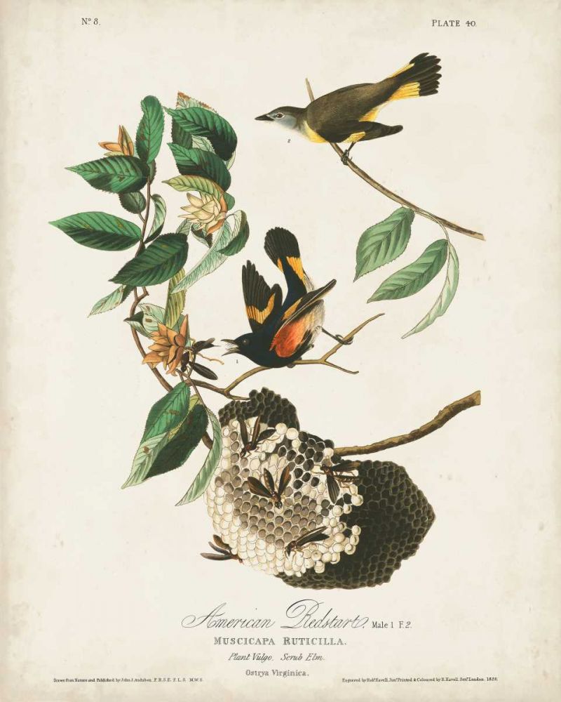 Pl 40 American Redstart