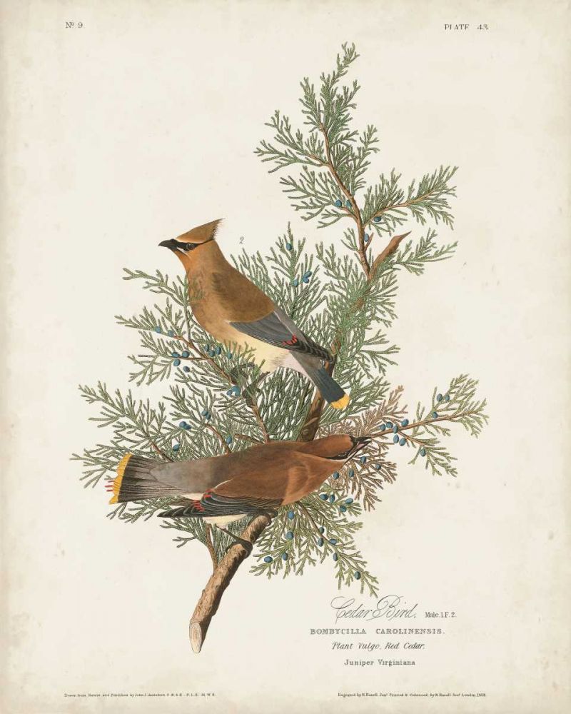 Pl 43 Cedar Bird