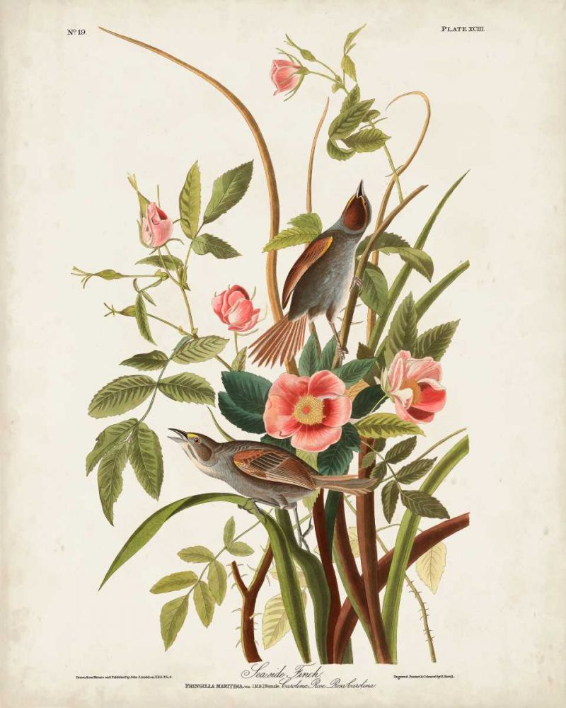 Pl 93 Seaside Finch
