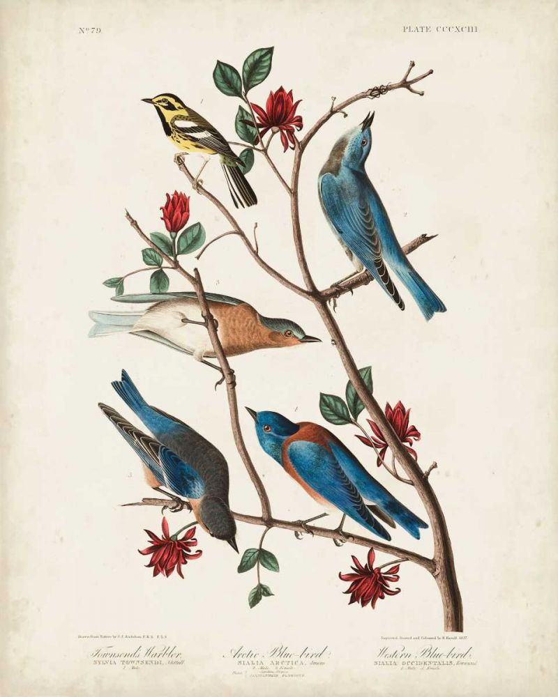 Pl 393 Townsends Warbler