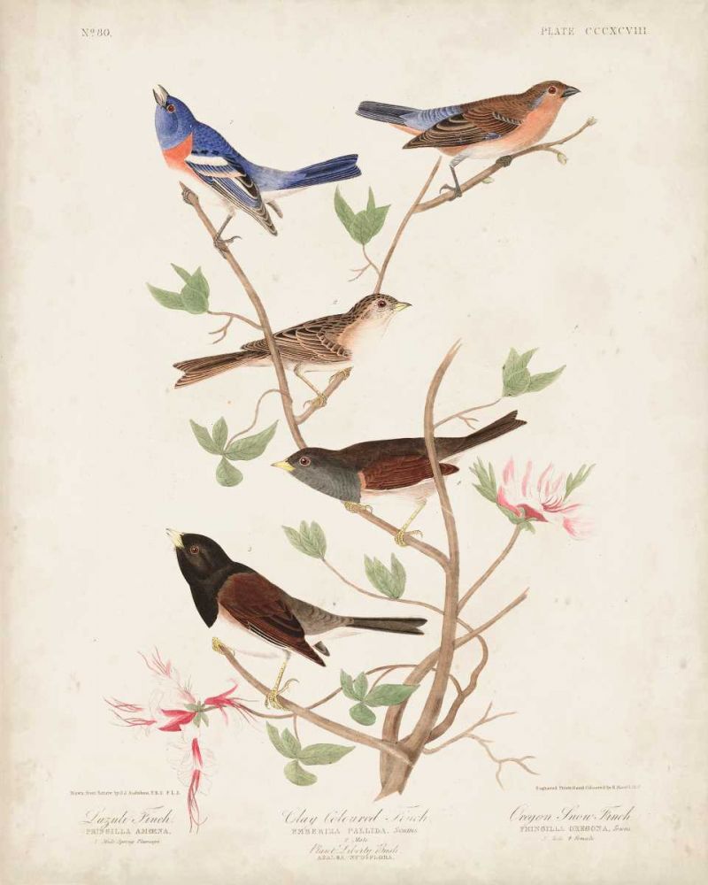 Pl 398 Lazuli Finch