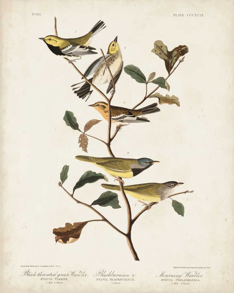 Pl 399 Black-throated Green Warbler