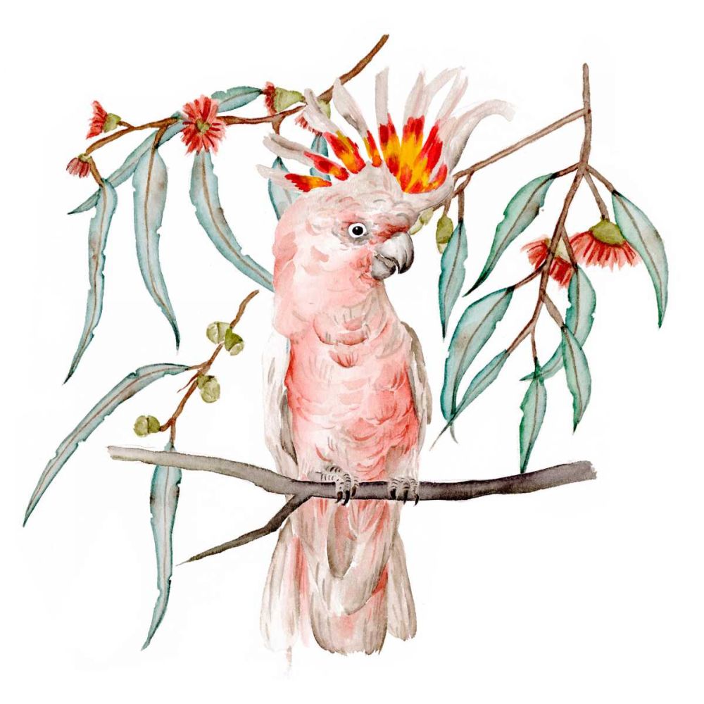 Pink Cockatoo II
