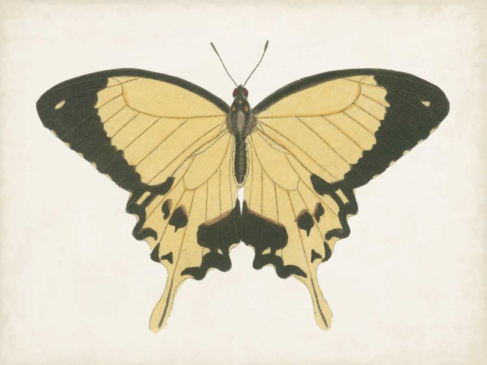 Beautiful Butterfly I