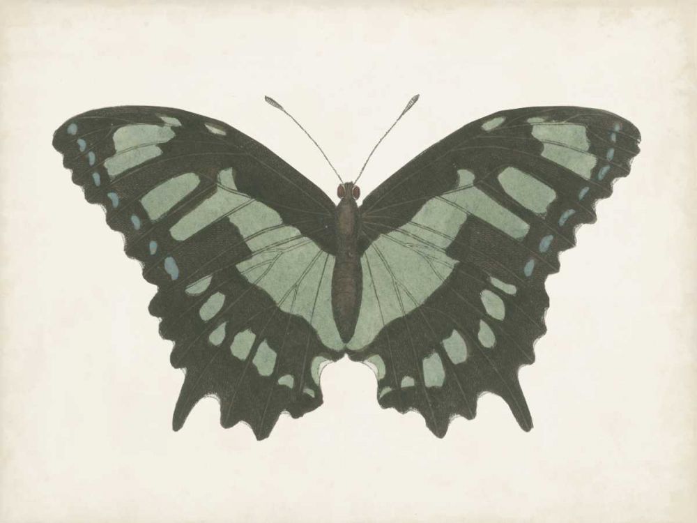 Beautiful Butterfly II