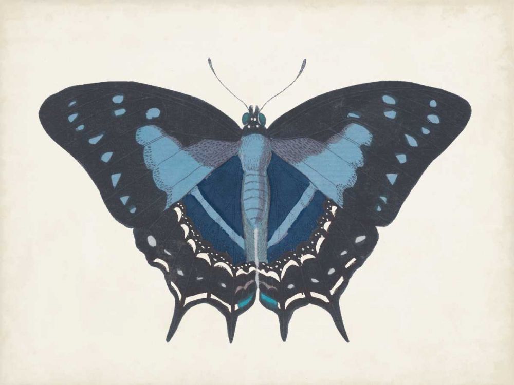 Beautiful Butterfly III