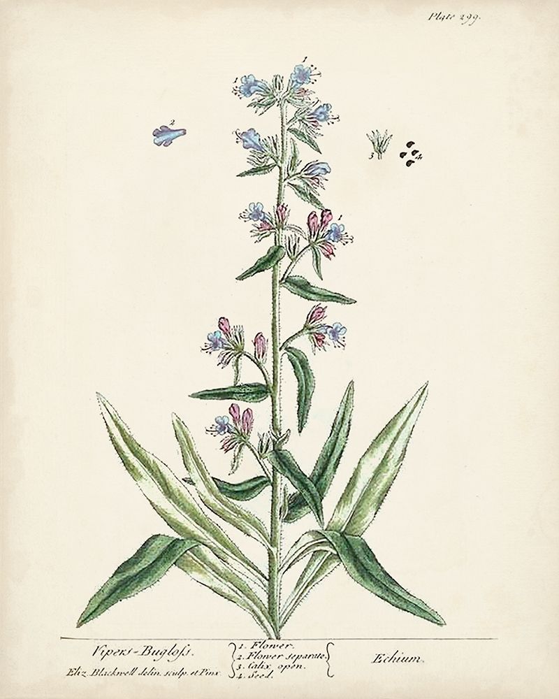 Antique Herbs II