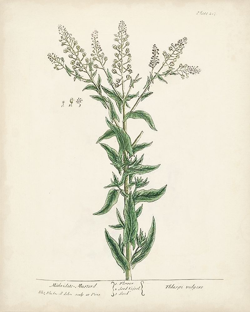 Antique Herbs IV