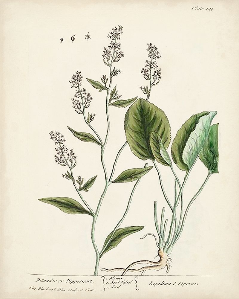 Antique Herbs V