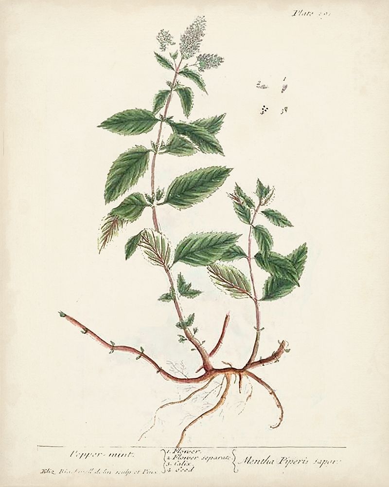 Antique Herbs VII