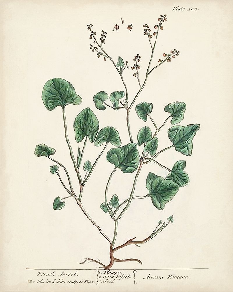 Antique Herbs VIII