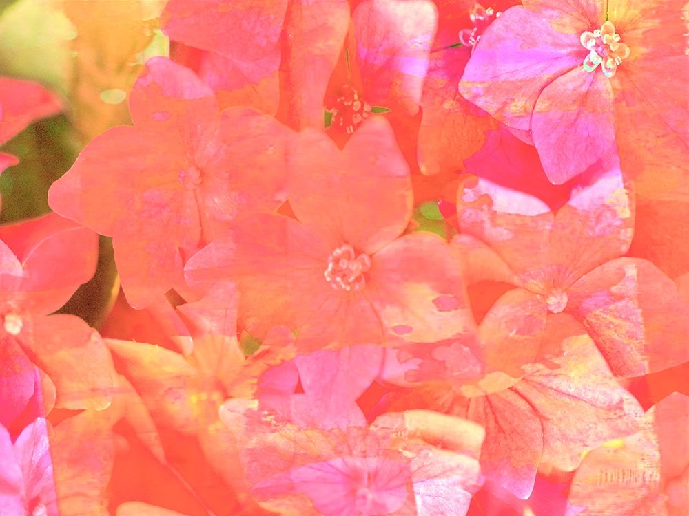 Joyful Summer II