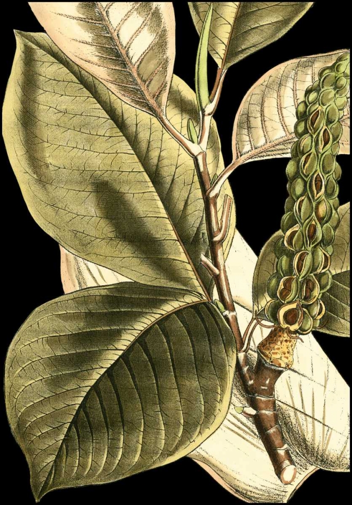 Tranquil Tropical Leaves II