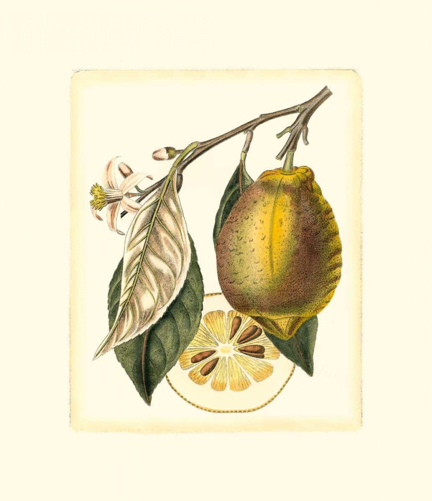 French Lemon Study II