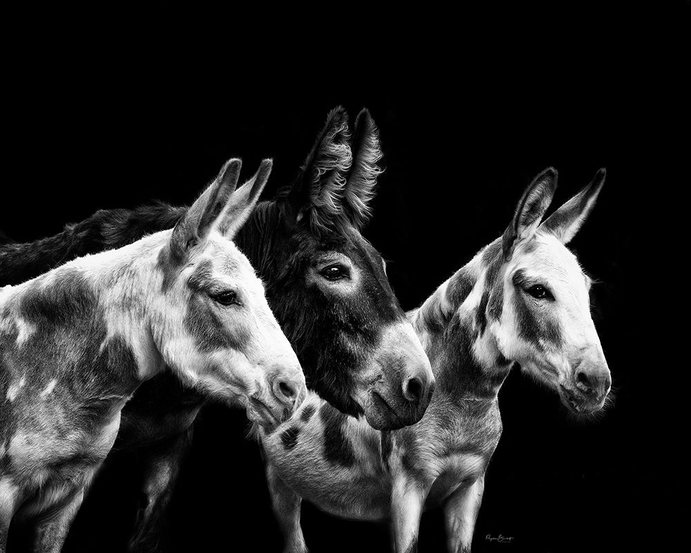 Donkey Portrait II