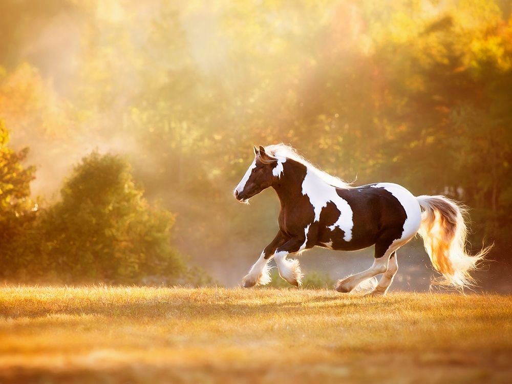 Golden Lit Horse II