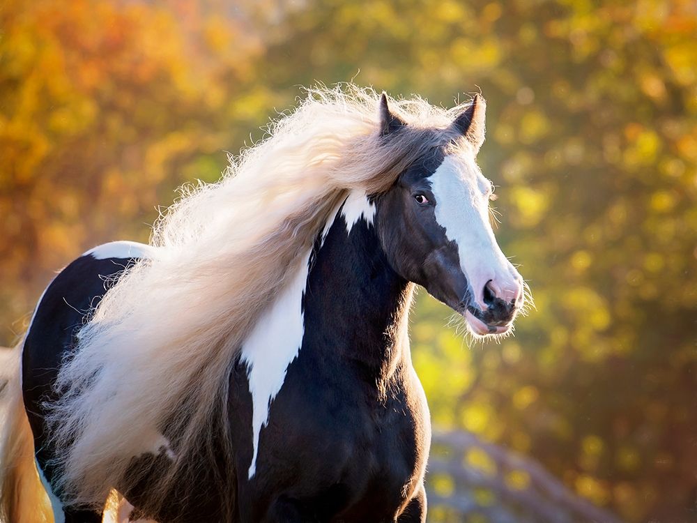 Golden Lit Horse III