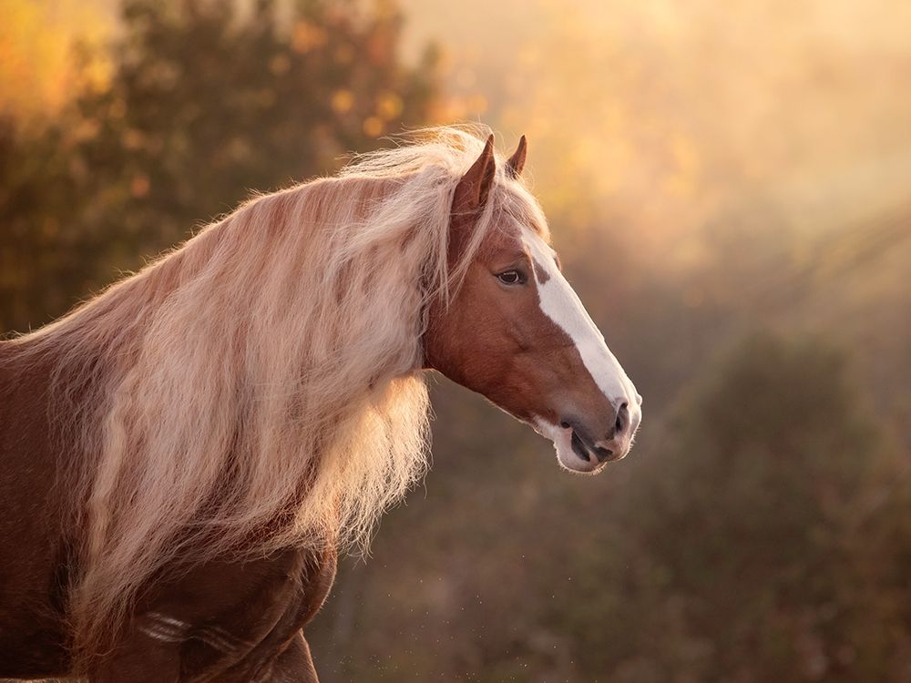 Golden Lit Horse V