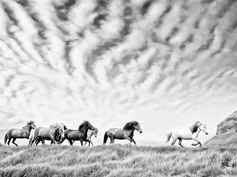 Horse Run III