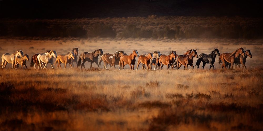 Horse Run VII
