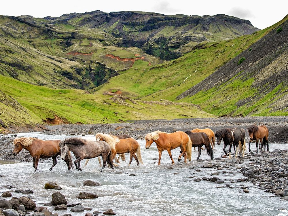 Collection of Horses II