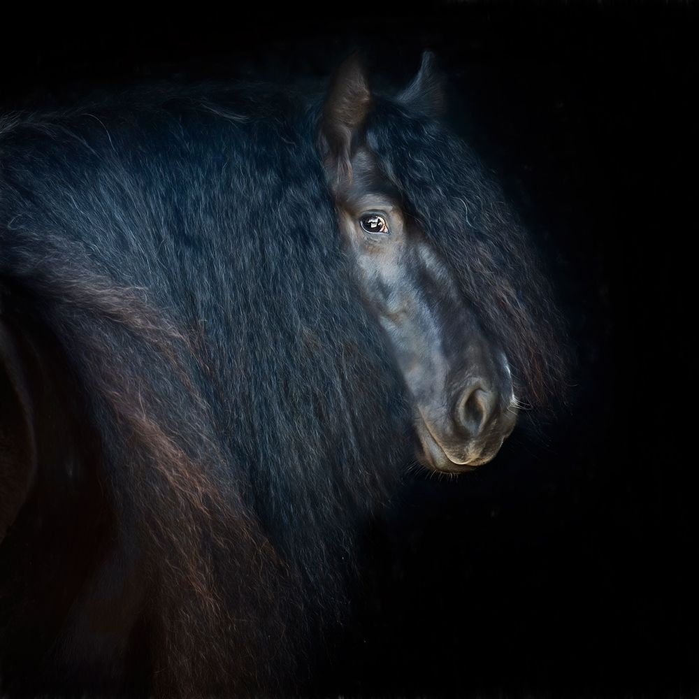 Collection of Horses VI