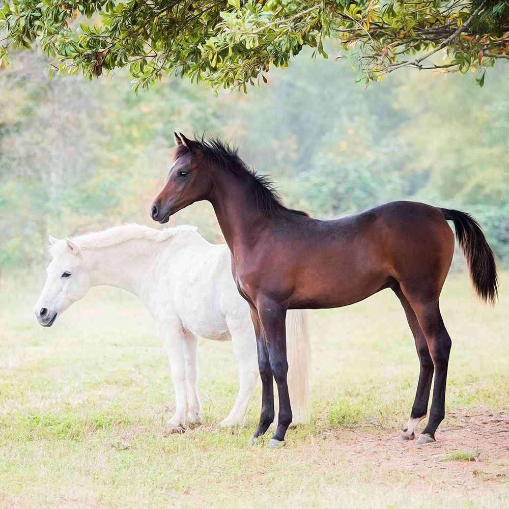 Collection of Horses VII