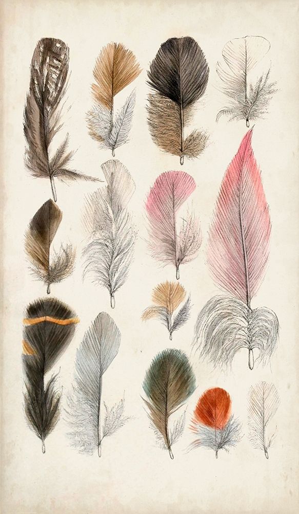 Antique Bird Feathers III