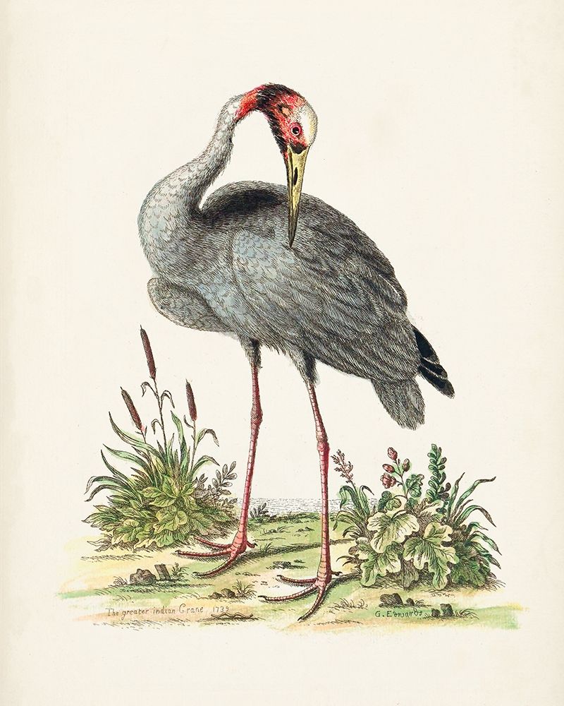 Antique Heron and Cranes I
