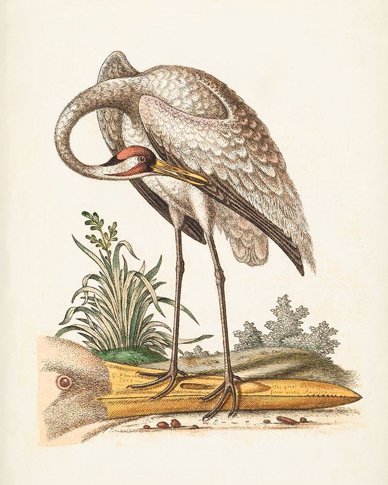 Antique Heron and Cranes IV