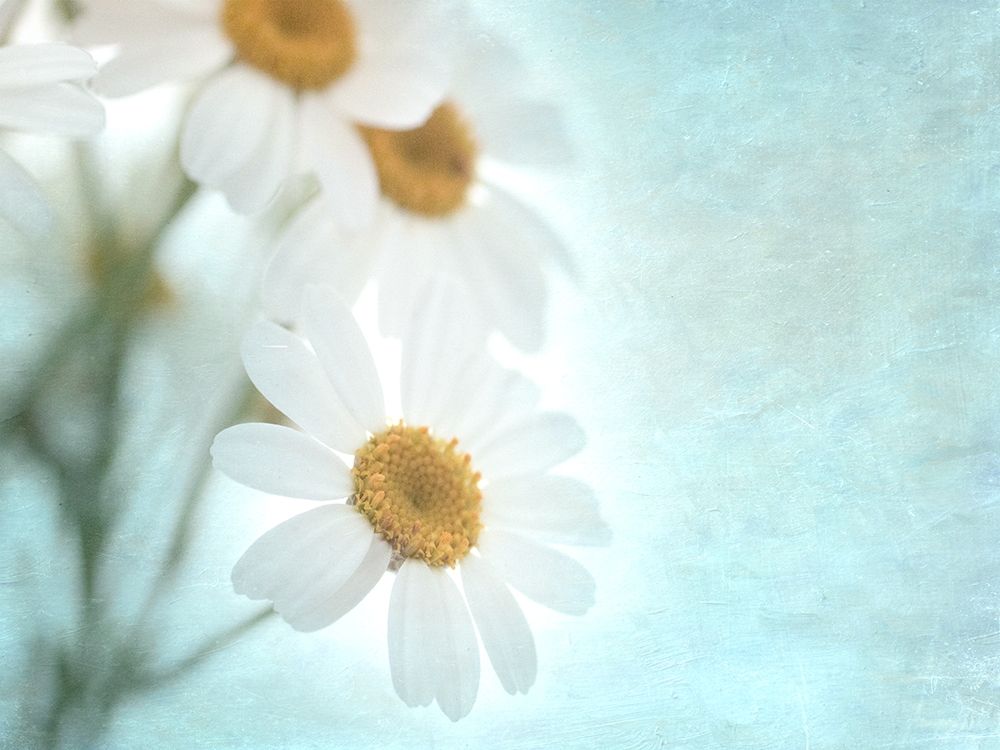 Daisy Love I