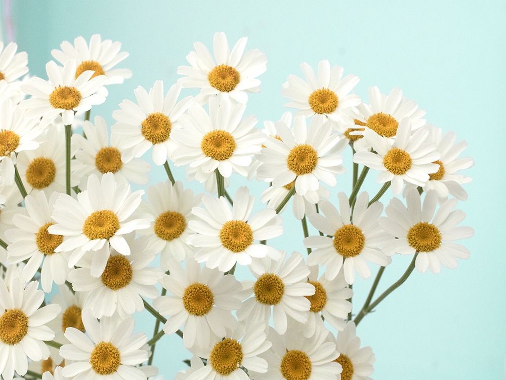 Daisy Love II