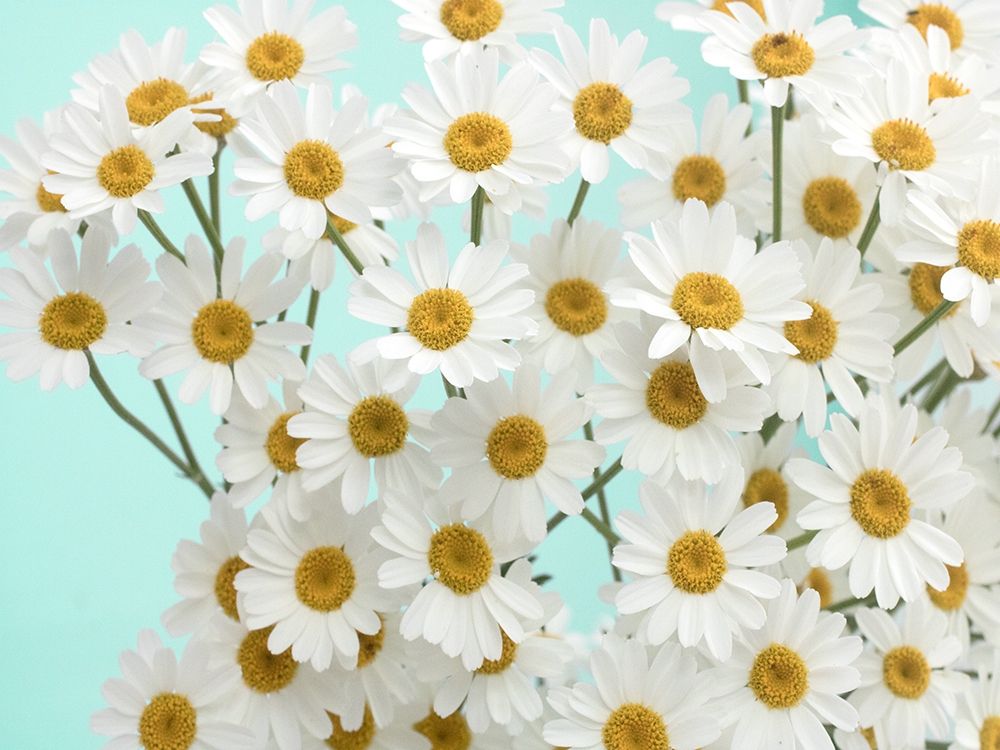 Daisy Love III