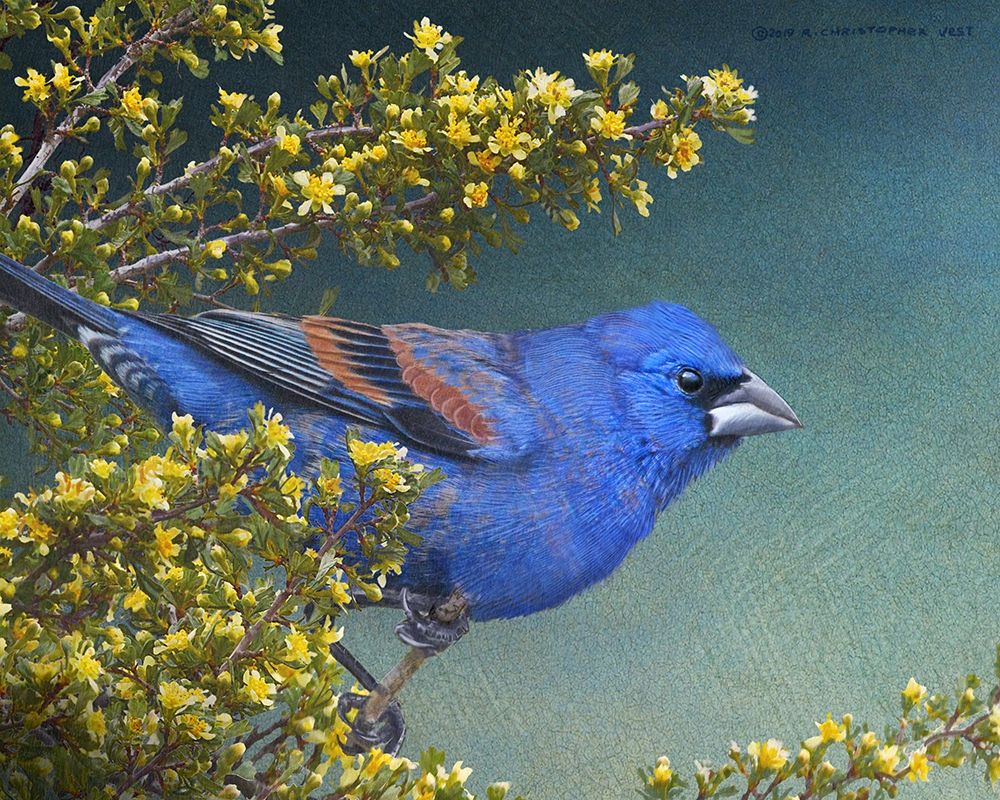 Blue Grosbeak