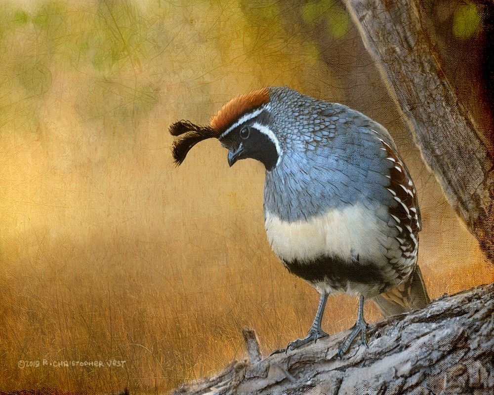 Male Quail