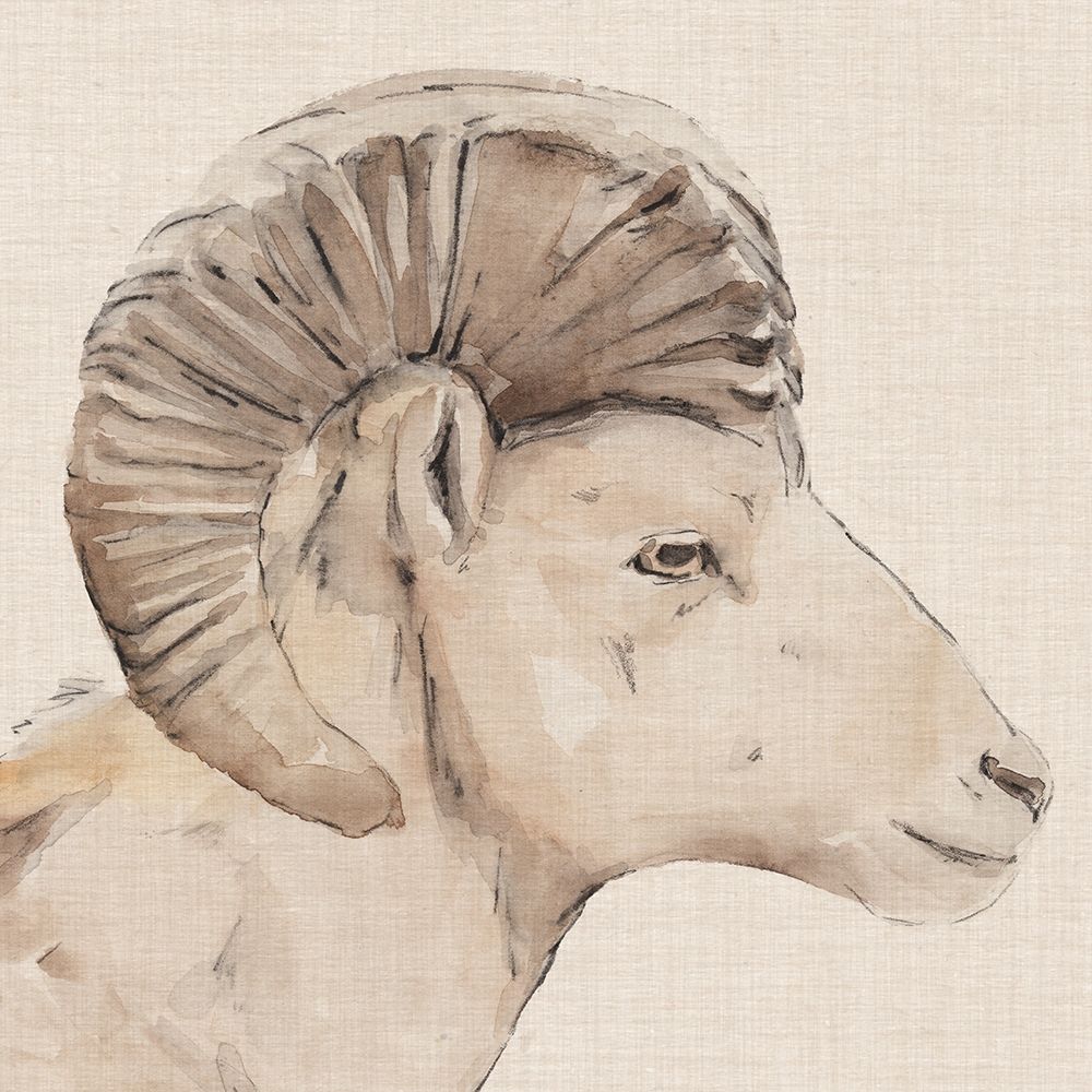 Bighorn Profile II