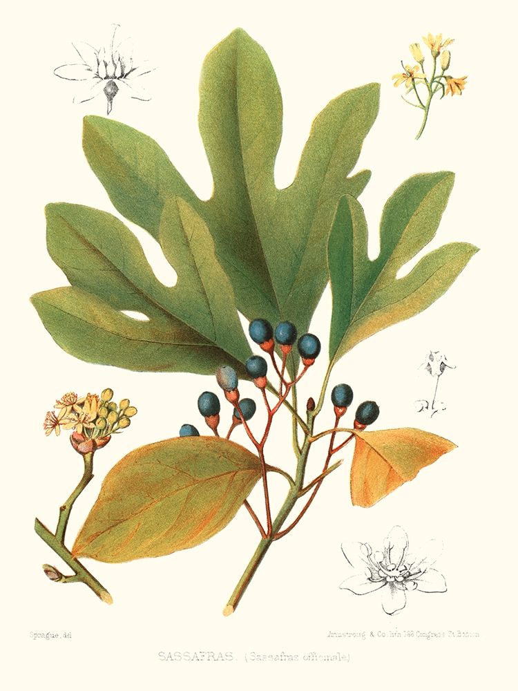 Non-embellished Antique Sassafras
