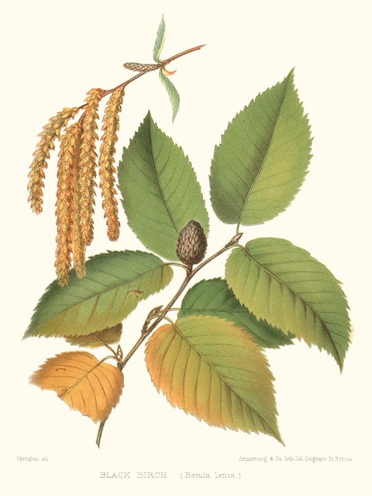 Non-embellished Black Birch
