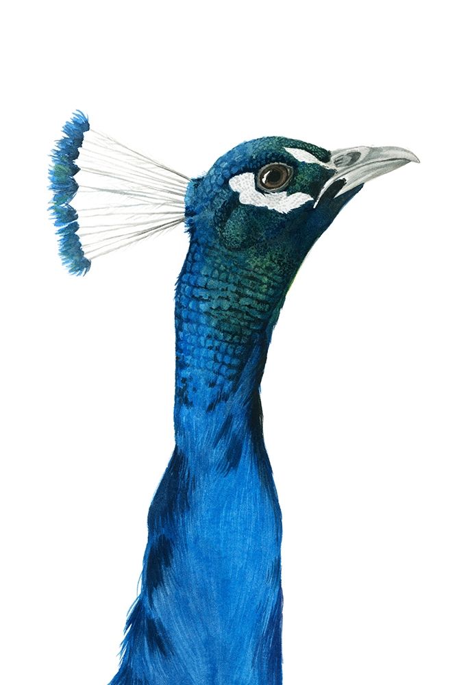 Peacock Portrait I