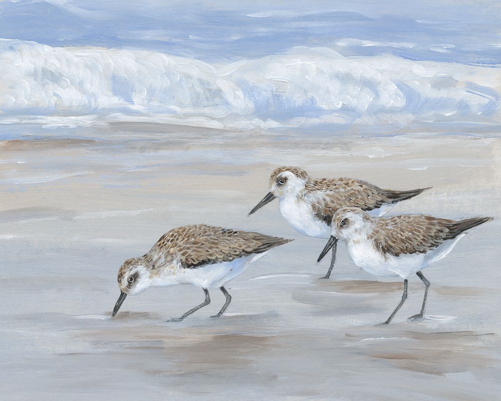 Sandpipers II