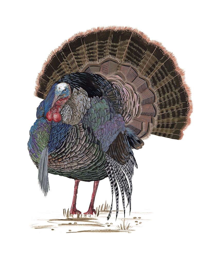 Turkey Study II