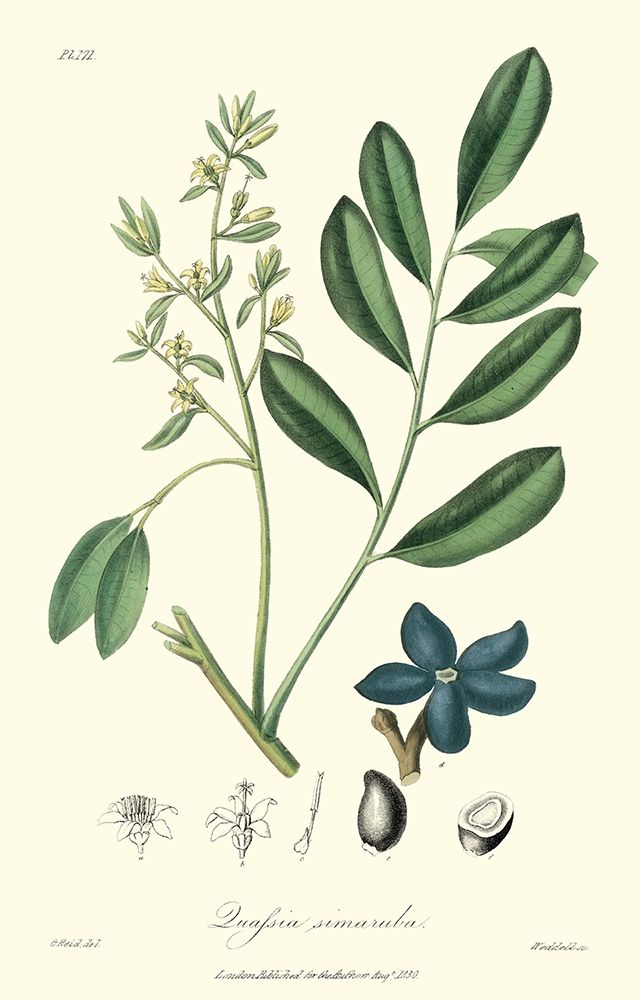 Woodland Foliage I