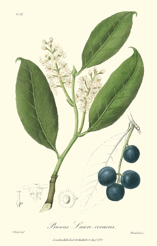 Woodland Foliage II