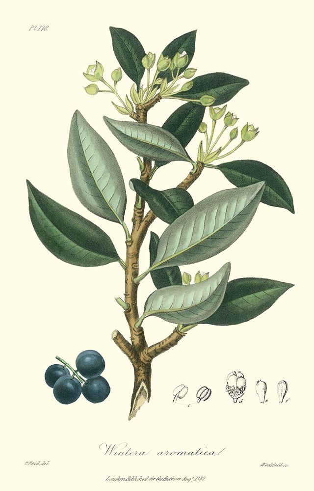 Woodland Foliage III